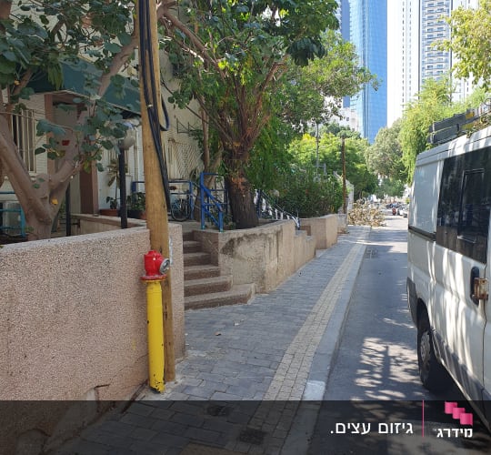עץ עם ענפים גזומים ליד מדרכה